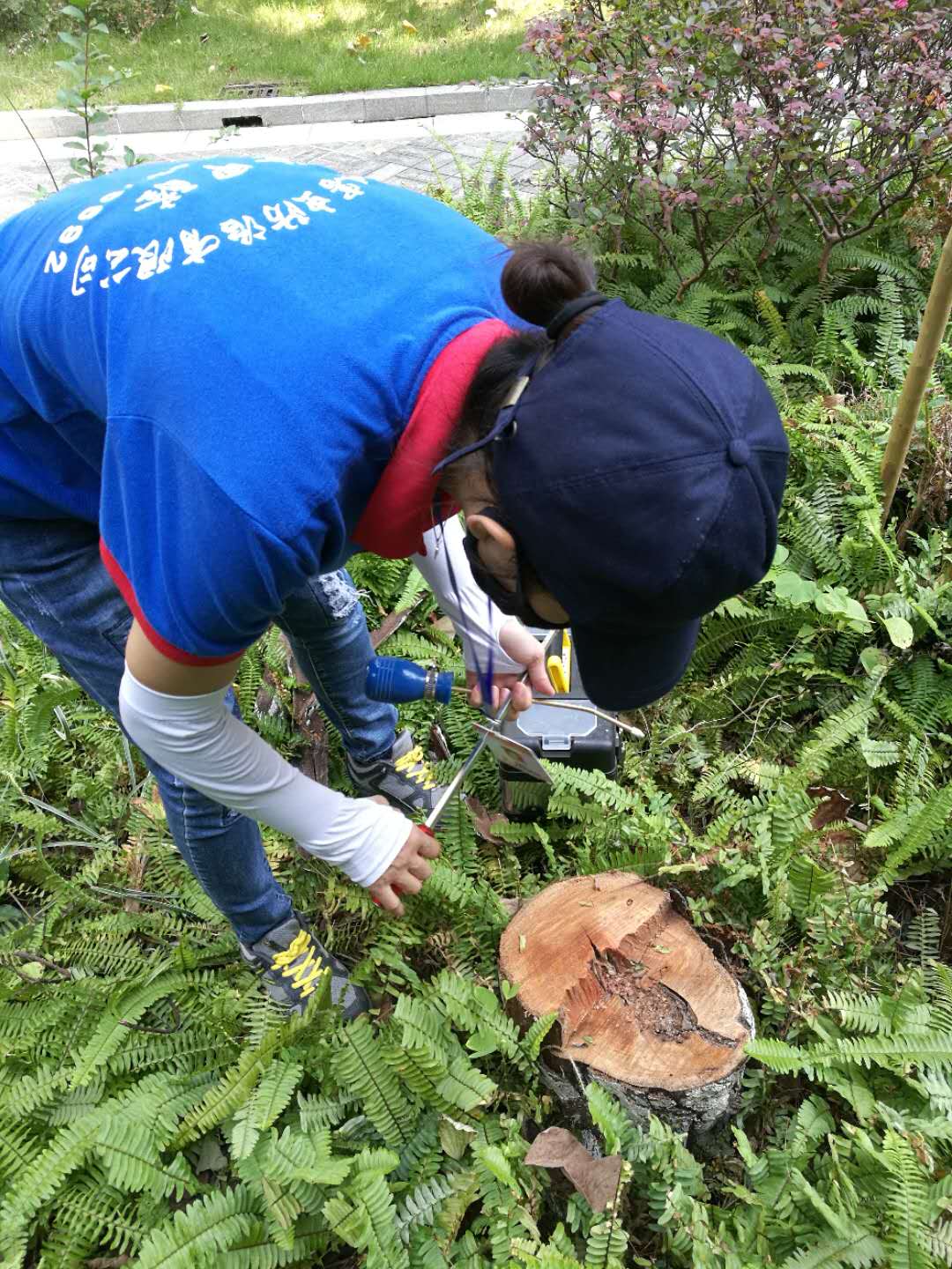 古樹蟲害防治