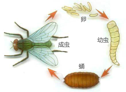 冬天蒼蠅都到哪里去了？會(huì)被凍死嗎？