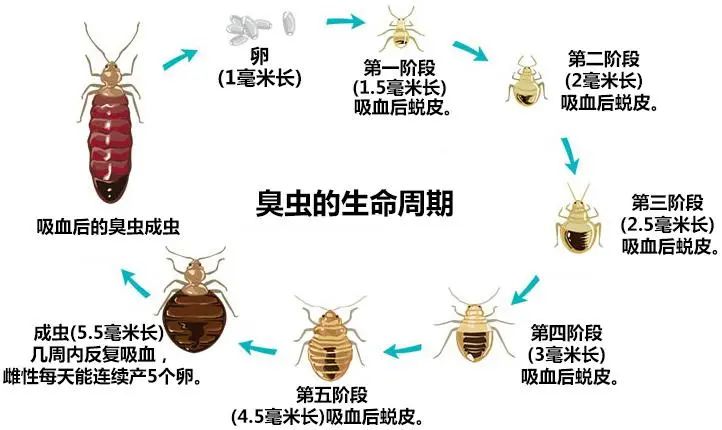 “吸血鬼”來了？歐洲亞洲暴發(fā)！以人血為食→